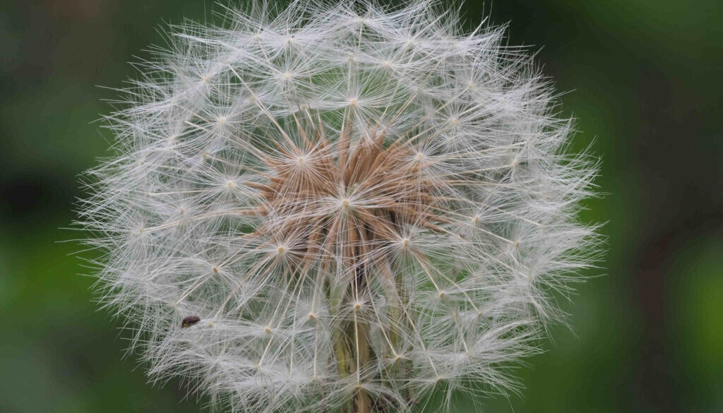 Pusteblume - Thorsten Tanto